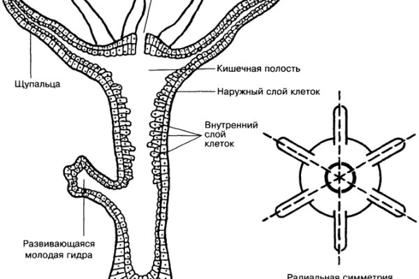 Кракен питер